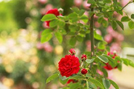 園内の赤いバラ
